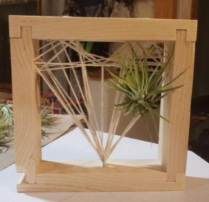 DIY Air Plants